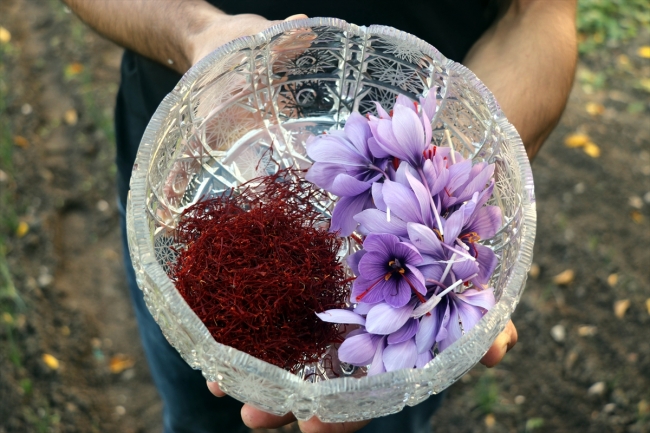 Amasyalı çiftçinin safranda deneme ekimi olumlu sonuç verdi