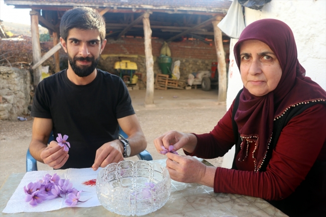 Amasyalı çiftçinin safranda deneme ekimi olumlu sonuç verdi
