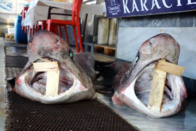 Tekirdağ'da balıkçıların ağına iki köpek balığı takıldı