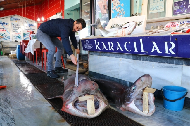 Tekirdağ'da balıkçıların ağına iki köpek balığı takıldı