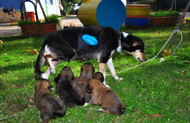 Tufekle Vurulan Kopegin Yavrulari Yanindan Ayrilmadi Son Dakika Haberleri