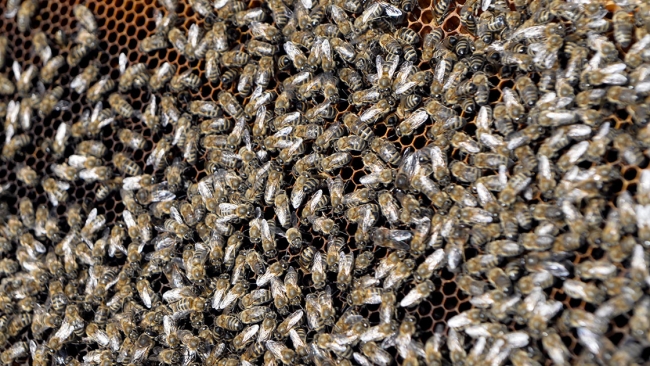 Coğrafi işaretli Ardahan balının tatlı yolculuğu başladı