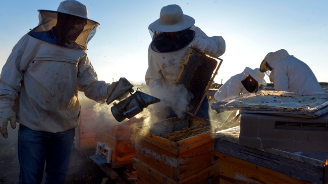 Coğrafi işaretli Ardahan balının tatlı yolculuğu başladı