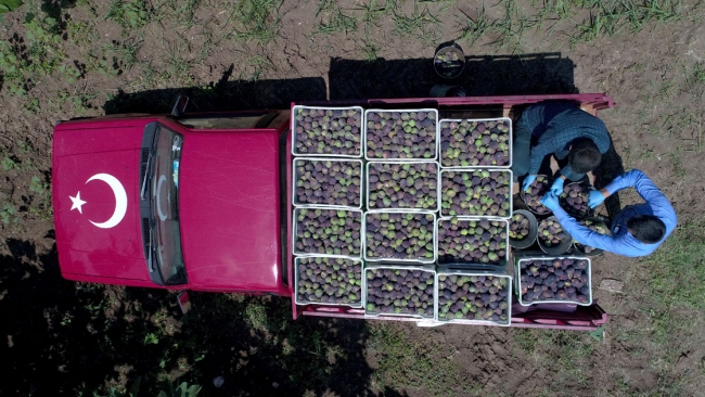 'Bursa siyahı' incirin dalından raflara yolculuğu başladı