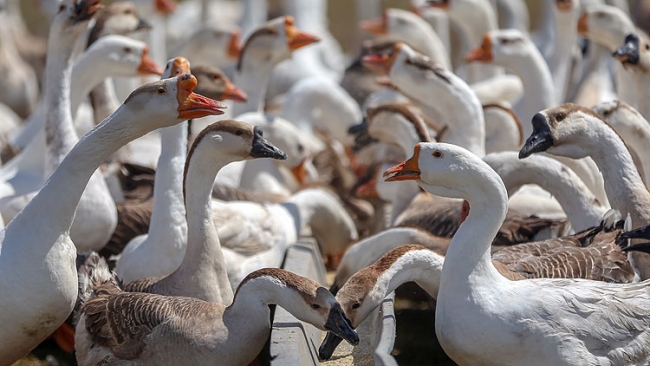İthal yumurtalarla kaz yetiştirip ihraç ediyorlar