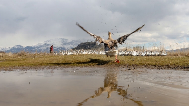 İthal yumurtalarla kaz yetiştirip ihraç ediyorlar