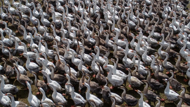 İthal yumurtalarla kaz yetiştirip ihraç ediyorlar