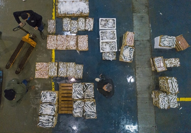 Egeli balıkçılar sezonu bereketli kapatıyor