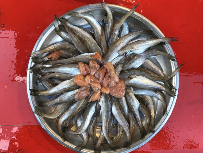 Mezgit bu yıl sevindirdi