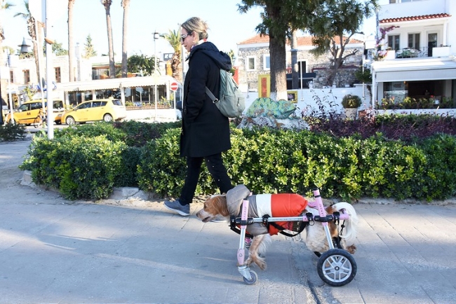 'Latte' yürüteçle yeniden yürümeye başladı