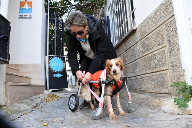 'Latte' yürüteçle yeniden yürümeye başladı
