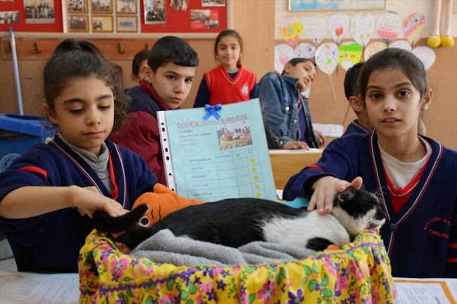 Sokak kedisi "Hüsnü" de karnesini aldı