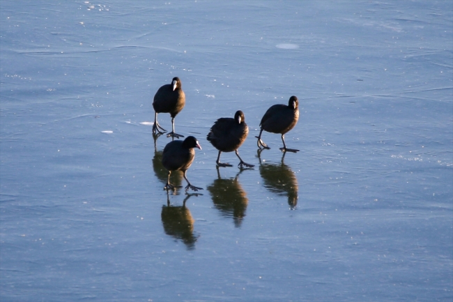 Van Gölü Havzası göçmen kuşlara ev sahipliği yapıyor