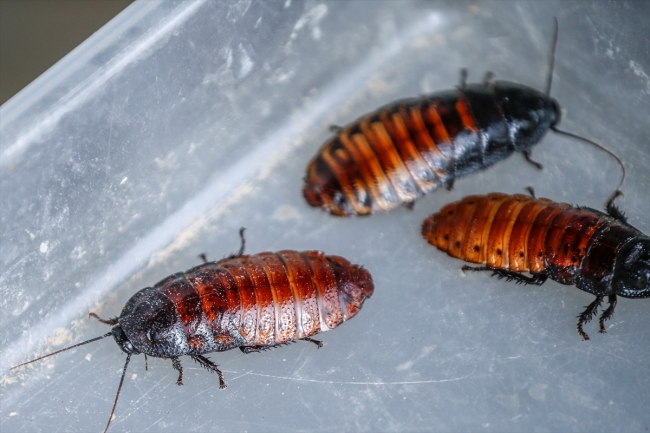 Antalya'da üretiliyor, tanesi 10 liradan alıcı buluyor