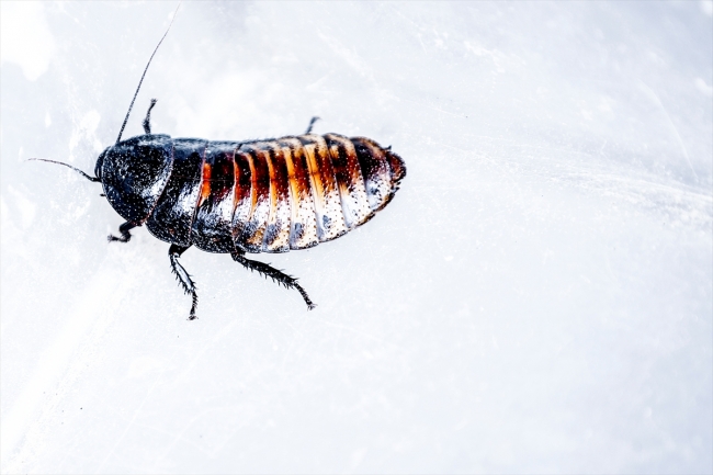 Antalya'da üretiliyor, tanesi 10 liradan alıcı buluyor