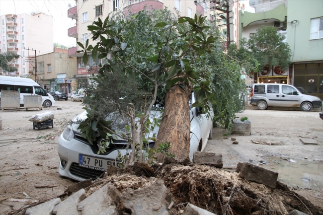 Mardin’de şiddetli rüzgar dev ağacı otomobilin üzerine devirdi