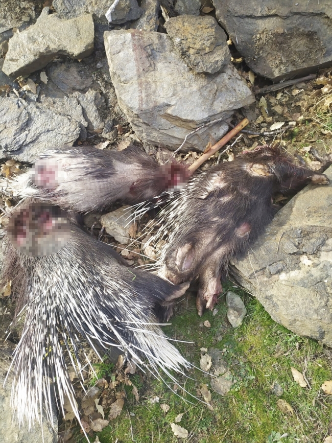 Pitbull cinsi köpek ile kirpi avlayan 3 kişiye 40 bin lira ceza