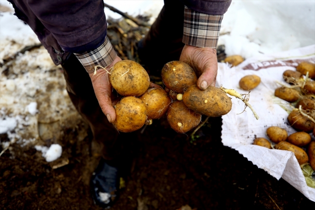 Konyalıların sebzeleri taze tutma yöntemi: Kuyulama