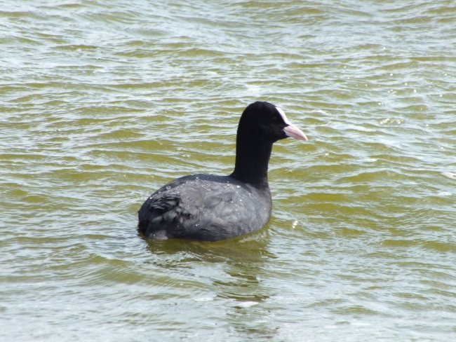 Ulaş Gölü göçmen kuşlarla şenlendi