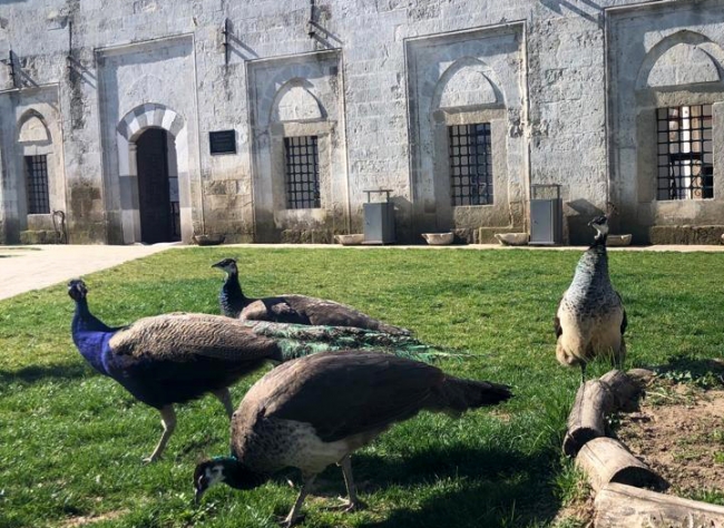 Yunanistan'ın sıktığı gazdan etkilenen tavus kuşları korumaya alındı