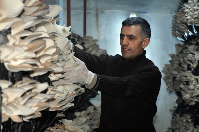 İlk denemelerinde başarısız olduğu mantar üretiminde şimdi siparişlere yetişemiyor