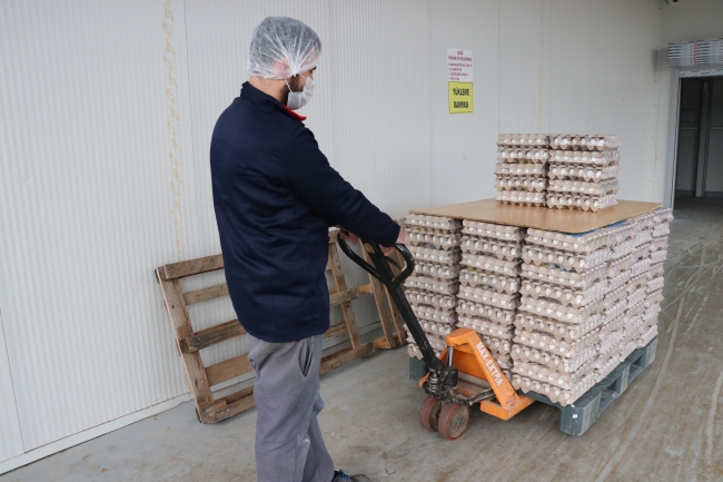 Türkiye'den körfez ülkelerine aylık 4 milyon dolarlık yumurta ihracatı