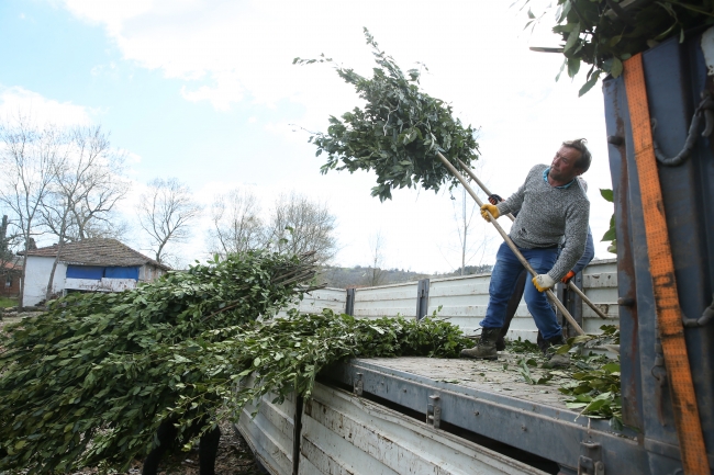 Kandıra defnesi 52 ülkeye ihraç ediliyor