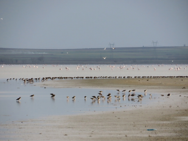 Koronavirüs önlemleri göçmen kuşlara yaradı