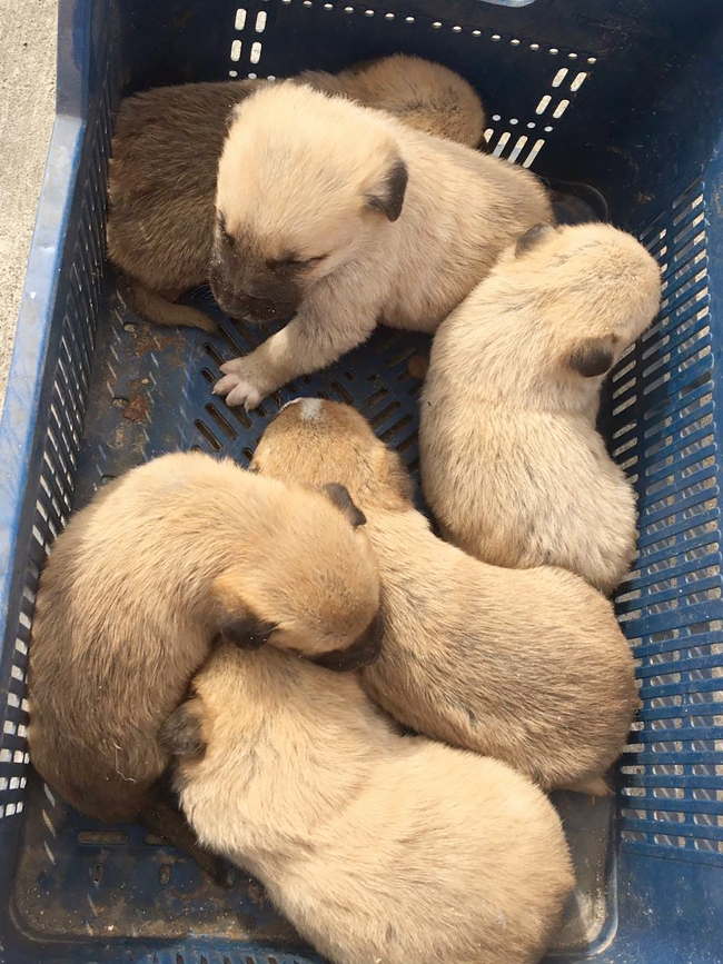 Mersin'de 6 yavrusuyla kanyonda mahsur kalan köpek kurtarıldı