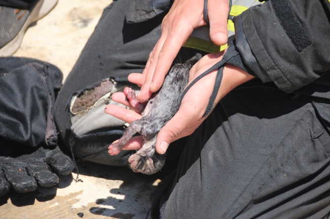Yanan konteynerdeki kedi yavruları suni teneffüsle kurtarıldı