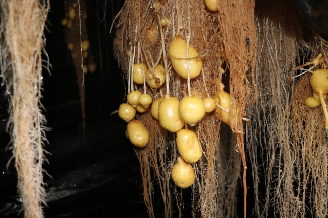 Topraksız tarımla patatesin genetiği çıkarılıyor