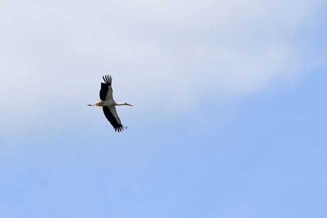 Fotoğraf: AA(Arşiv)