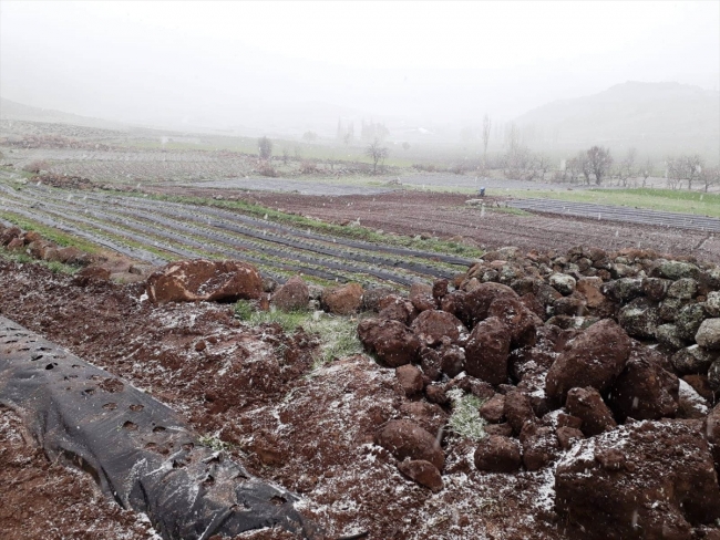 Kar yağışı altında çilek ekimi
