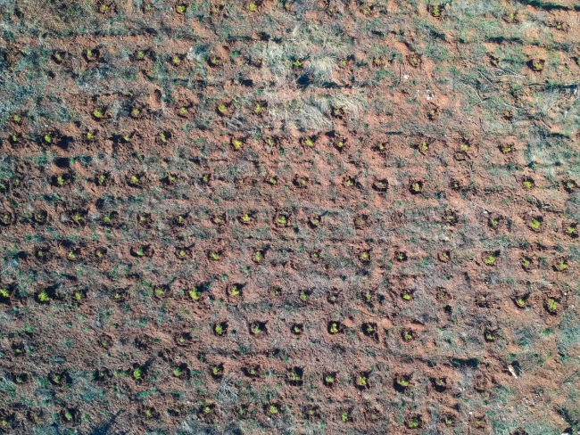 Yangından zarar gören 900 hektarlık alan yeniden yeşillendiriliyor