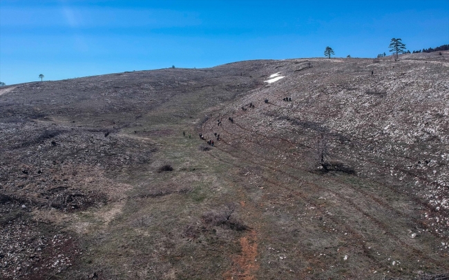 Yangından zarar gören 900 hektarlık alan yeniden yeşillendiriliyor