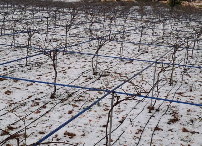 Mersin'de etkili olan dolu tarım alanlarına zarar verdi