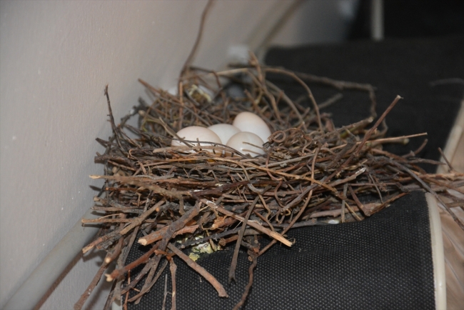 Tekirdağ'da esnaf, kumru yuvasını bozmamak için koltuk kılıfını satmadı