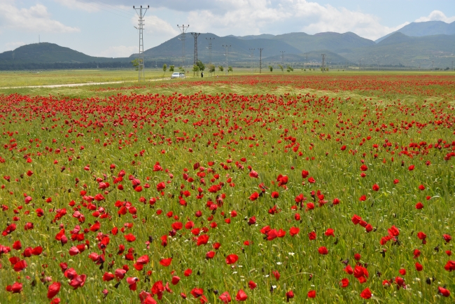 Tarlalarda açan gelincikler görsel şölen sunuyor