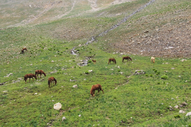 Mercan Dağları'nın yılkı atları doğaya renk katıyor