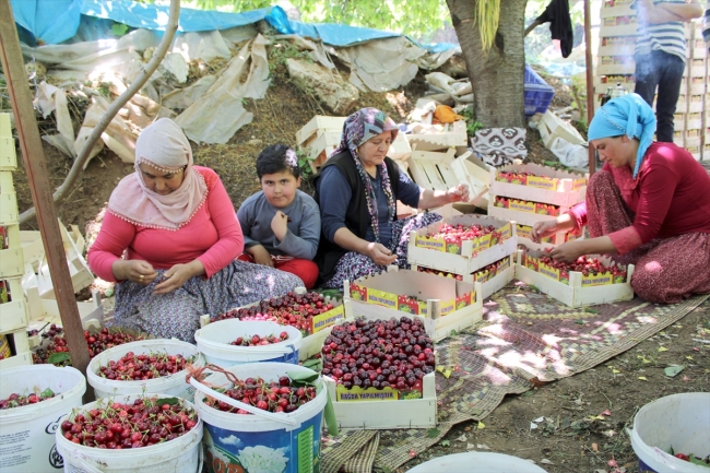 Mersin'de erkenci kiraz hasadı başladı