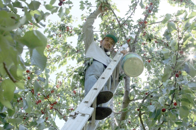 Mersin'de erkenci kiraz hasadı başladı