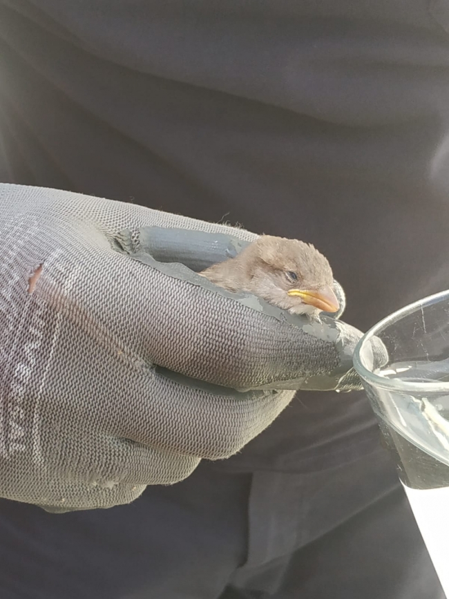 İtfaiyecilerin kurtardığı serçe "can suyu" ile yaşama tutundu