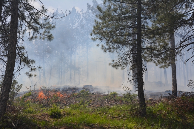Uşak'taki orman yangını kontrol altına alındı