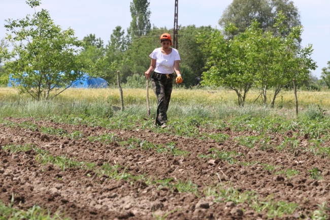 Kırklareli'nde tarım işçileri bayramı çalışarak geçiriyor