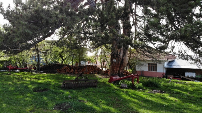 870 yıllık "Bayram Çamı" en sessiz bayramını geçiriyor