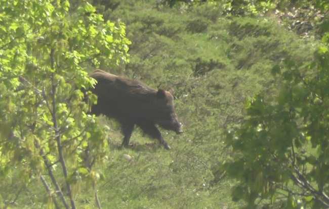 Ovacık'ta bozayılar ve yaban domuzları görüntülendi