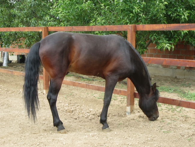 Rahvan atları yarışlara koşu bandında hazırlanıyor
