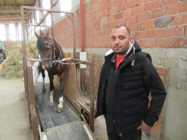 Rahvan atları yarışlara koşu bandında hazırlanıyor