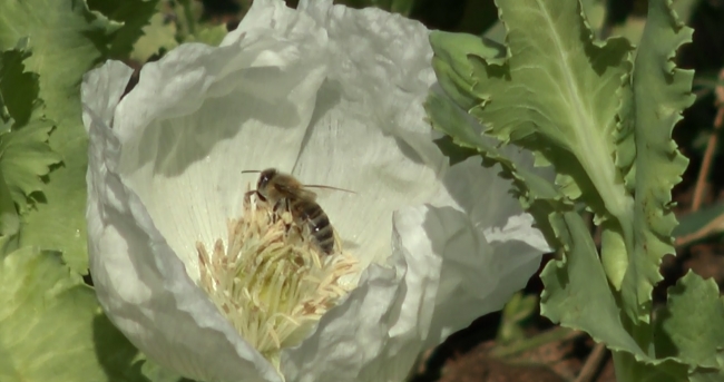 Afyonkarahisar'da arıcıların gözdesi haşhaş poleni