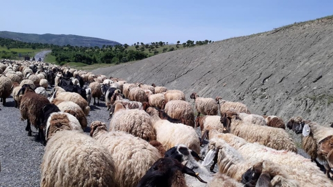 Göçerlerin zorlu yayla yolculuğu